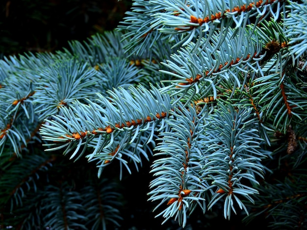 Blue spruce branches. Close up.