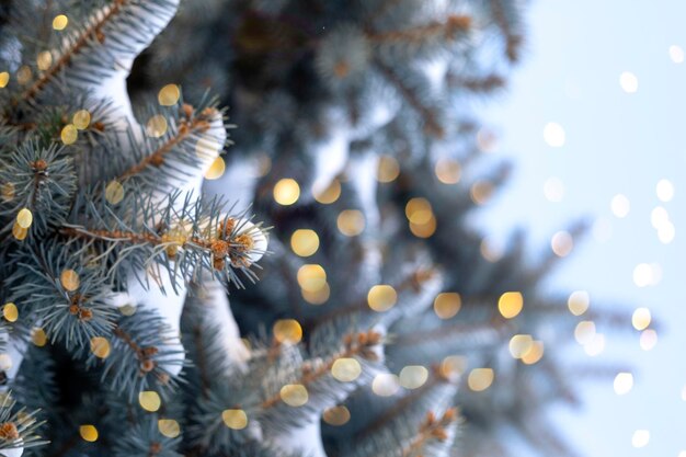 Photo blue spruce branches in the snow closeup decorated with golden garland lights