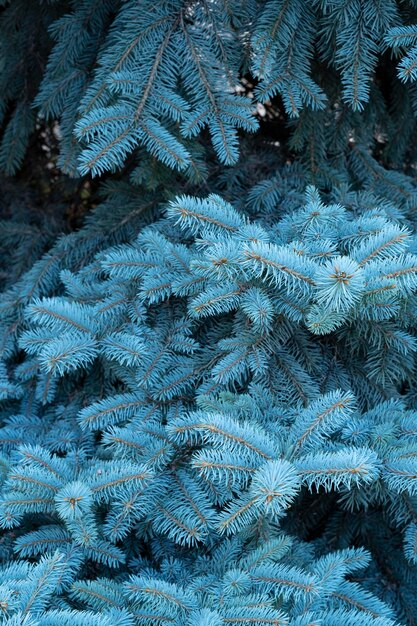 blue spruce branches on the street