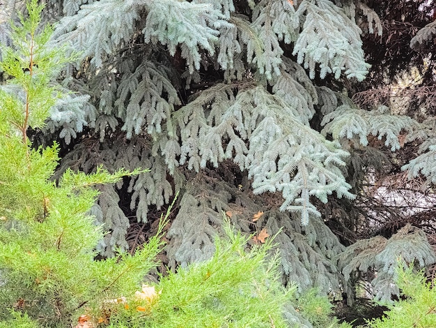 Blue spruce branches with needles on a dark background Blue spruce with the Latin name Picea pungens