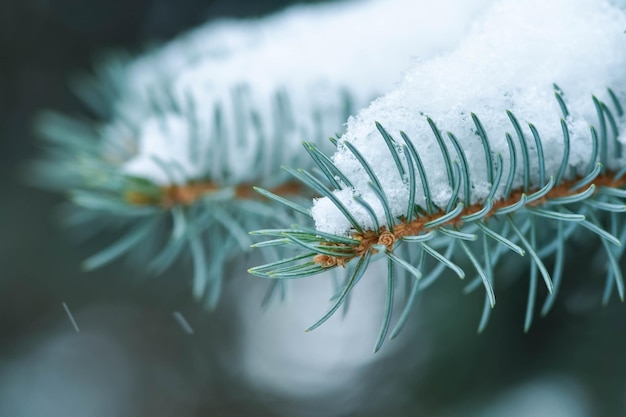 Blue spruce in the forest, fluffy snow on the spruce branches