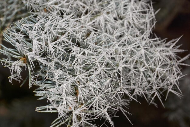 Blue spruce in frost. Winter magic.