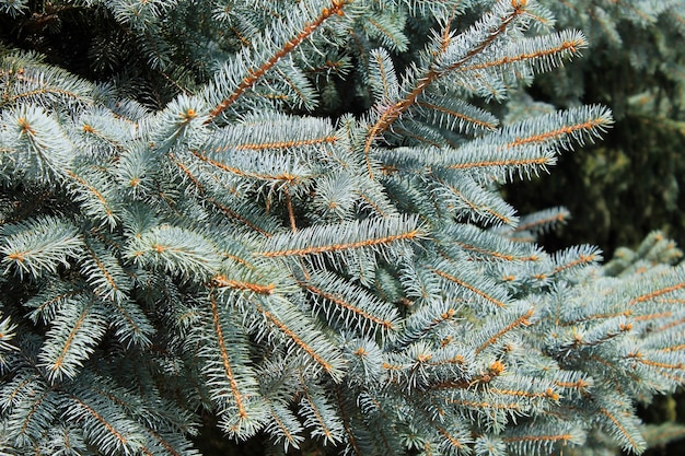 Blue spruce needles on a branches