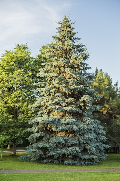 Photo blue spruce tree - picea pungens