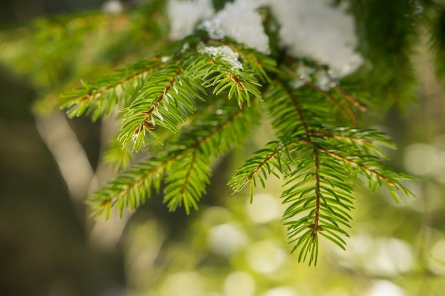 Blue Spruce with drops of snow melting macro