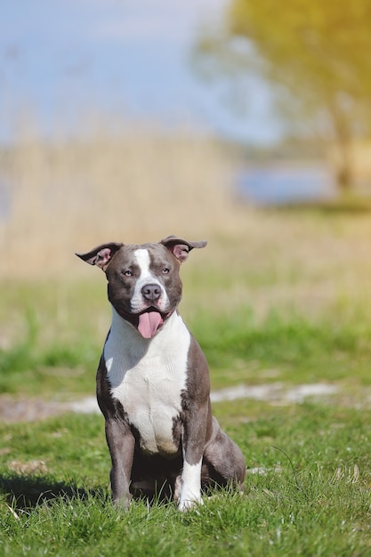 Blue Staffordshire terrier for a walk in the summer near the lake