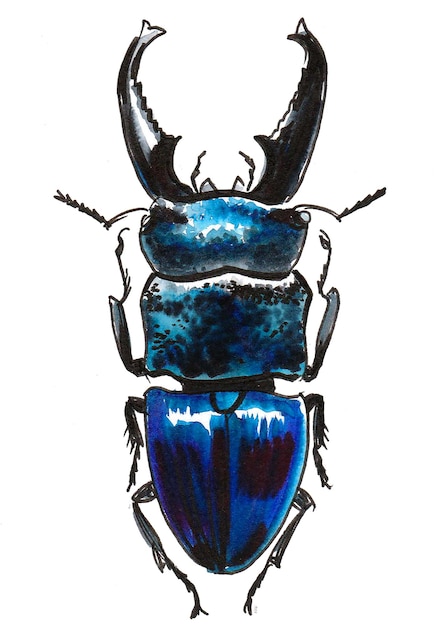 Blue stag beetle. Ink and watercolor drawing