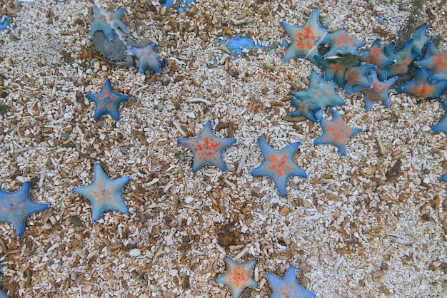 Blue starfish created in the polluted sea due to environmental pollution