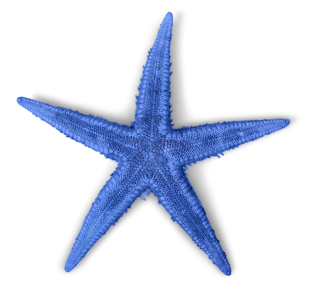 Blue starfish isolated on white background