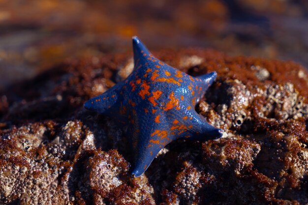 A blue starfish lying on a rock in the sea