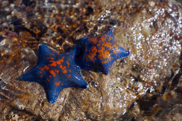 A blue starfish lying on a rock in the sea