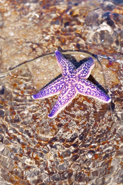 A blue starfish lying on a rock in the sea