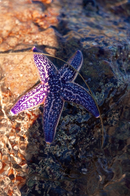 A blue starfish lying on a rock in the sea