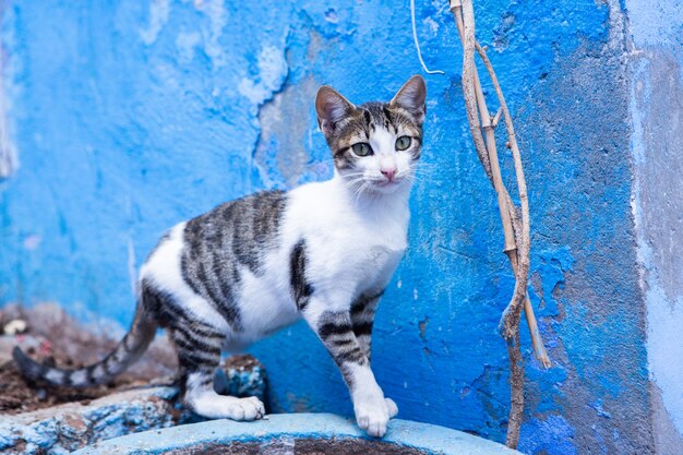 Blue street and houses in Chefchaouen Morocco