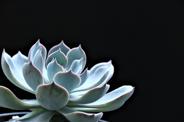 Blue succulent on black background.