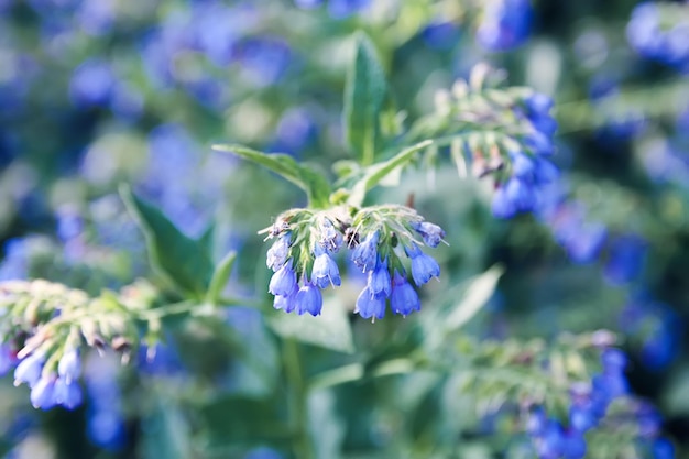 Blue summer flowers in a park.