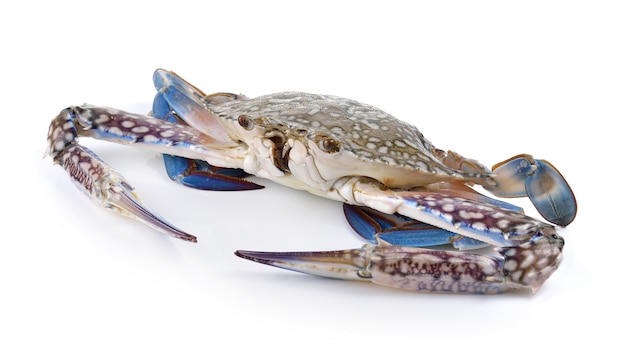 Blue Swimming Crabs on white wall