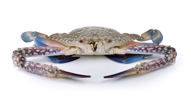 Blue Swimming Crabs on white wall