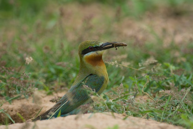 Blue-tailed Bee-eater bird stand on the sand ground in nature Thailand