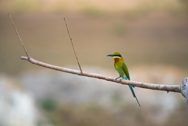 Blue-tailed bee-eater, bird