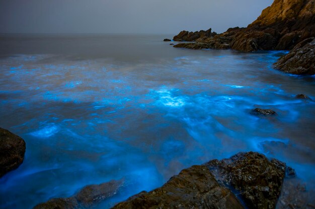 Foto le lacrime blu noctiluca scintillans fotografate a matsu taiwan