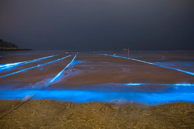 Photo blue tears noctiluca scintillans photographed in matsu taiwan