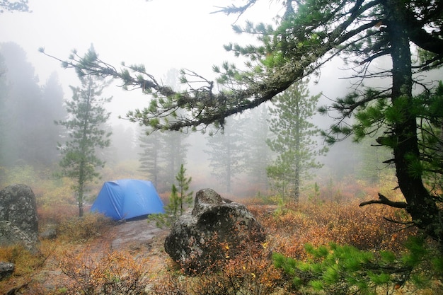 Blue tent in the forest foggy