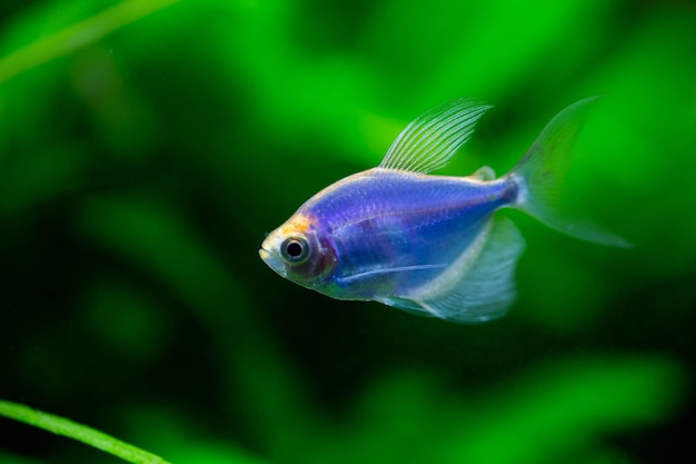 The blue tetra glofish or Gymnocorymbus ternetzi, freshwater aquarium fish