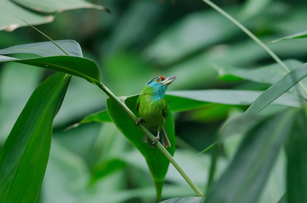 Photo blue-throated barbet perching on tree