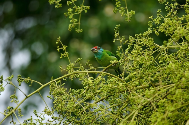 나무에 perching 파란 목 Barbet