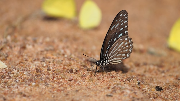 The Blue Tiger butterfly on ground.