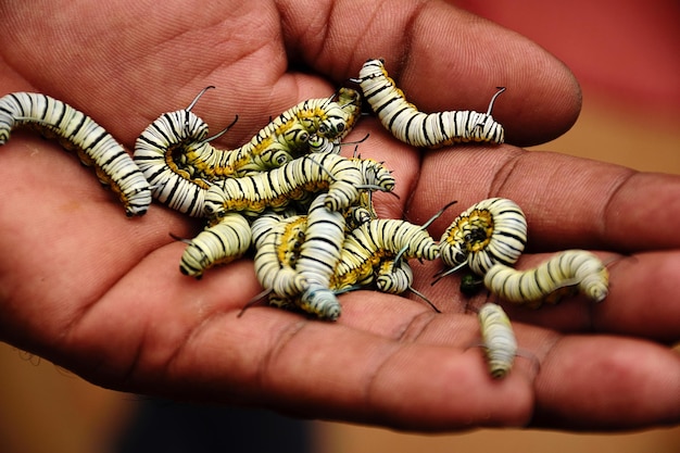 Foto bruco di tigre blu tenuto da uno degli impiegati del parco nel parco delle farfalle di bangalore