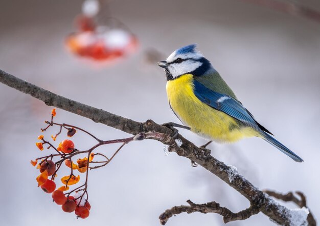 The blue tit bird Parus caeruleus sits on a snowcovered branch of a red mountain ash