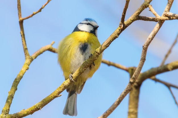 나뭇가지 위의 푸른가슴, 유라시아 푸른가슴, (Cyanistes caeruleus)