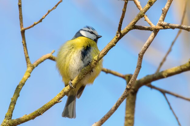 Blue tit on branch, Eurasian blue tit, (Cyanistes caeruleus)