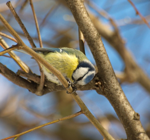 Blue tit on branch in winter Moscow region Russia