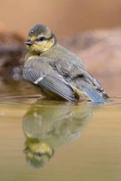 파란가슴 Cyanistes caeruleus Malaga Spain