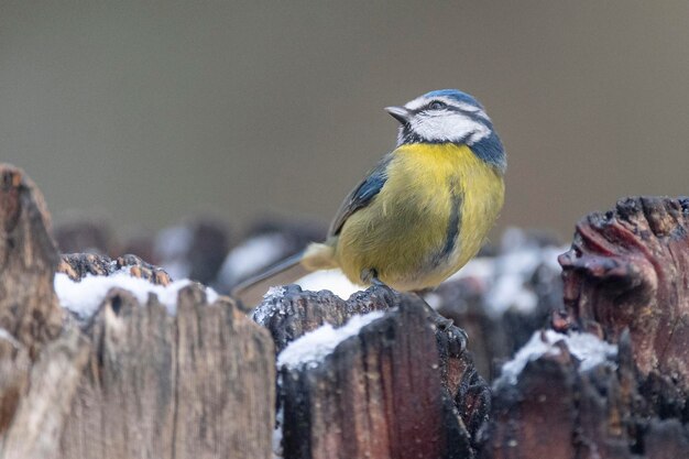 파란가슴 Cyanistes caeruleus Malaga Spain