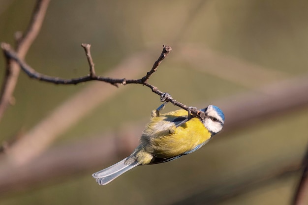 Лазоревка Cyanistes caeruleus Малага Испания