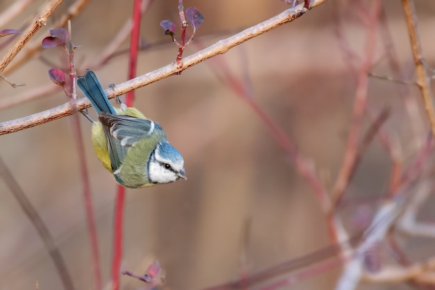 Blue tit, Cyanistes caeruleus, in natural habitats