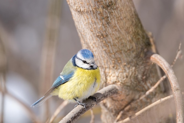 파란색 젖꼭지 Cyanistes caeruleus perchedx9