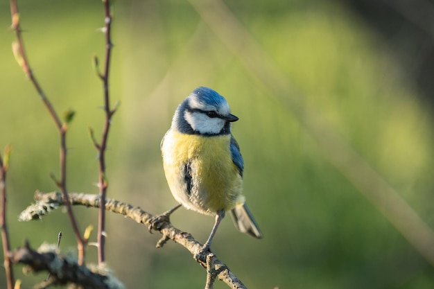 막대기에 앉아 파란 젖꼭지 Cyanistes caeruleus