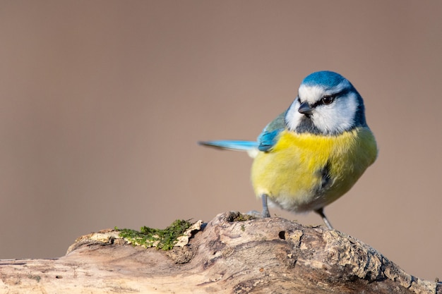 Blue tit, Cyanistes caeruleus, sitting on a stump.