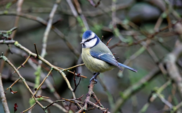 Blue tit eating a peanut in a tree