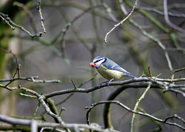 Blue tit eating a peanut in a tree