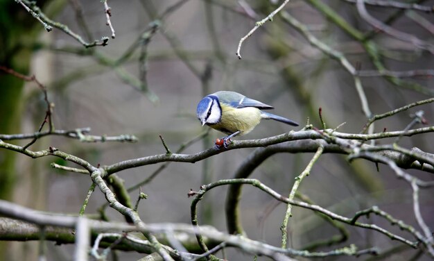 Blue tit eating a peanut in a tree