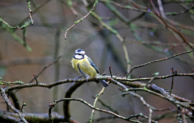 Blue tit foraging for food at a woodland site