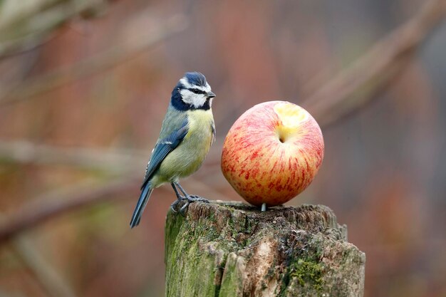 Photo blue tit parus caeruleus single bird on apple warwickshire