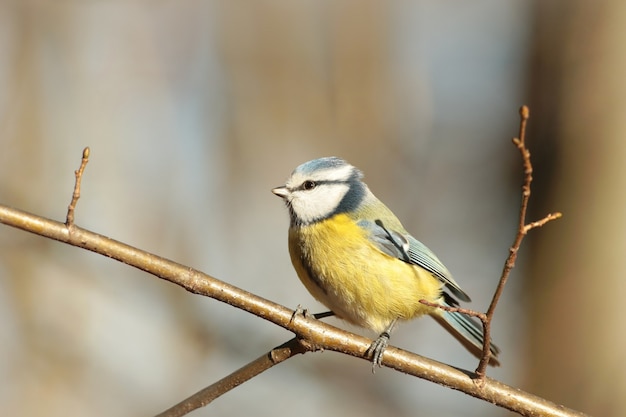 Cinciarella parus caeruleus su un ramoscello