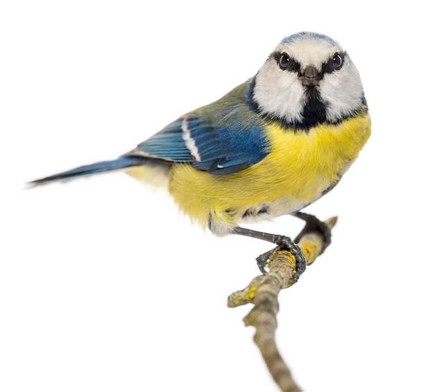 Blue Tit perched on a branch